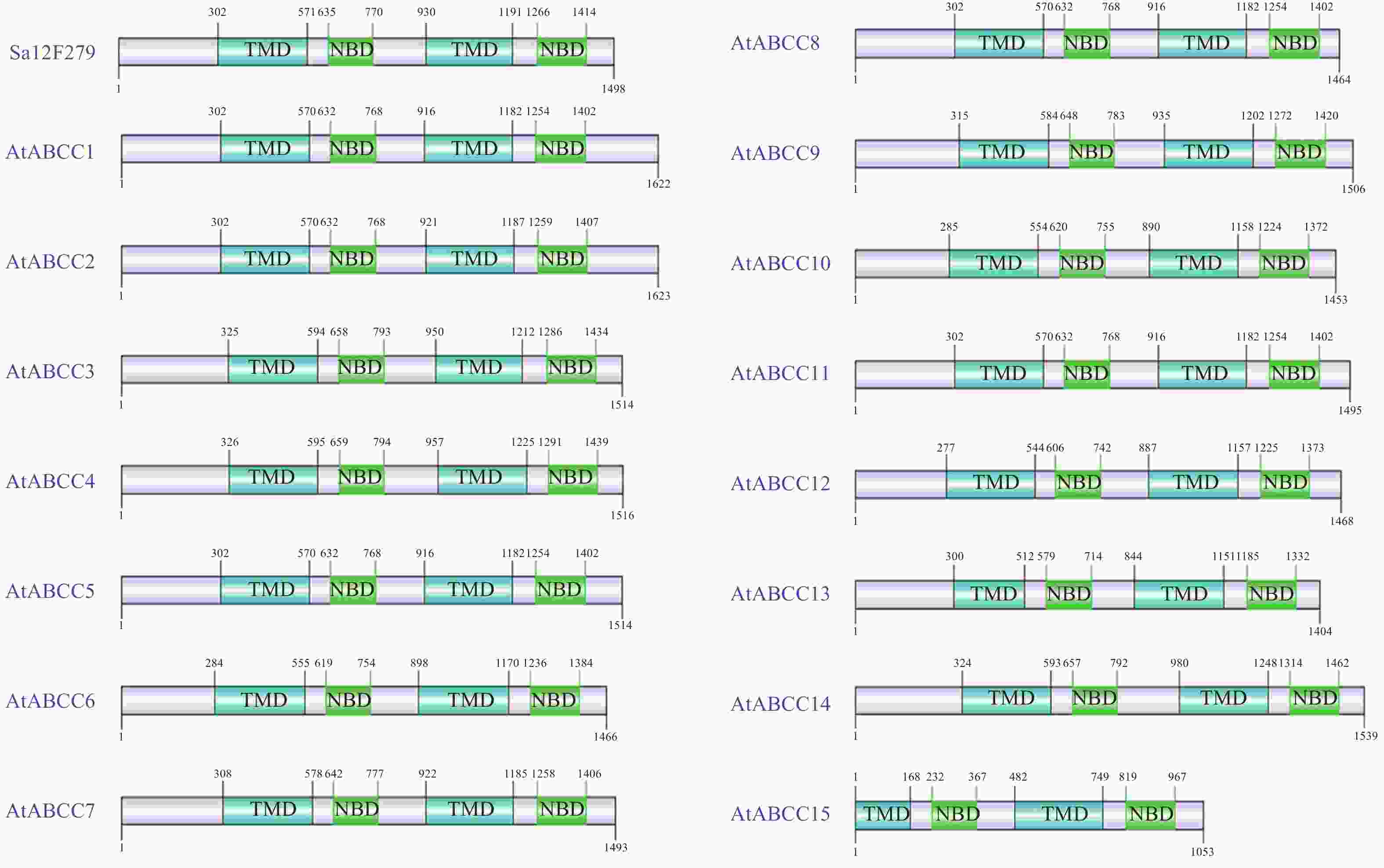 超积累型东南景天Sa12F279基因的抗逆表达响应及功能关联分析
